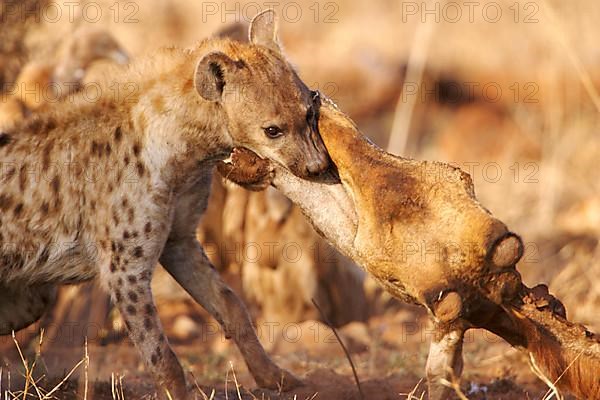 Spotted Hyena