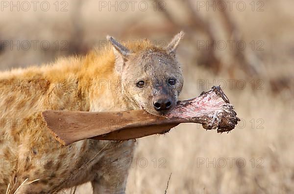 Spotted Hyena