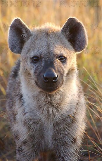 Spotted Hyena