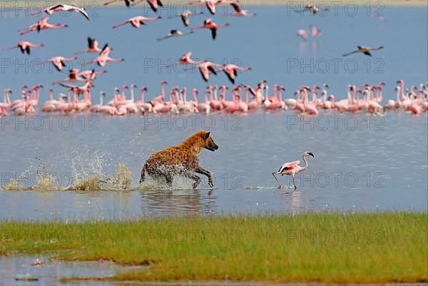 Spotted Hyena