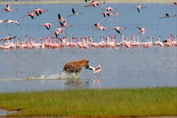 Spotted Hyena