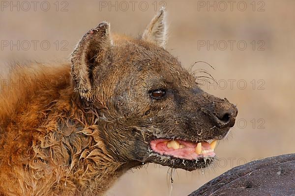 Spotted hyena