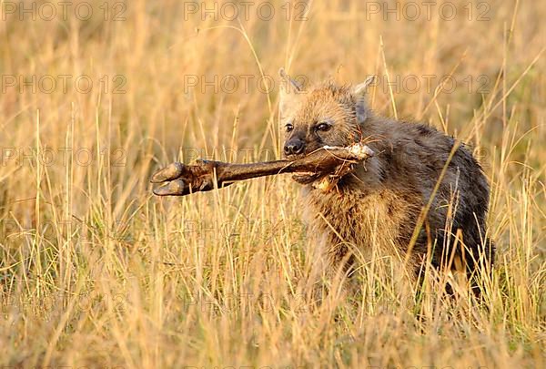 Spotted hyena