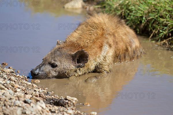 Spotted Hyena