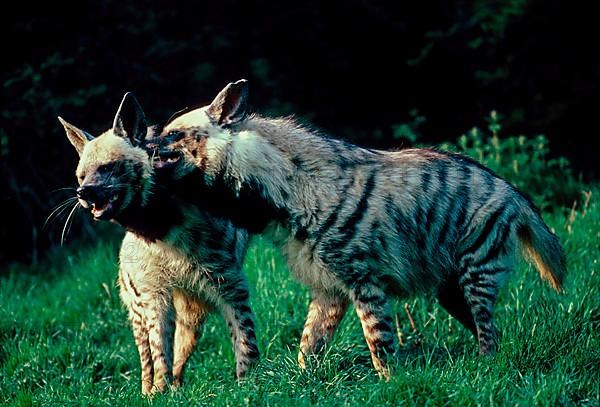 Striped hyena