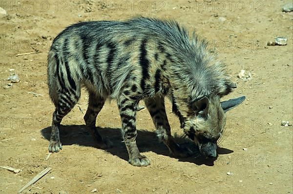 Striped hyena