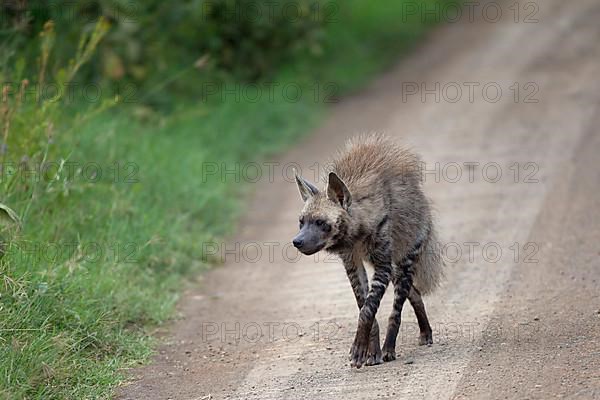 Striped hyena