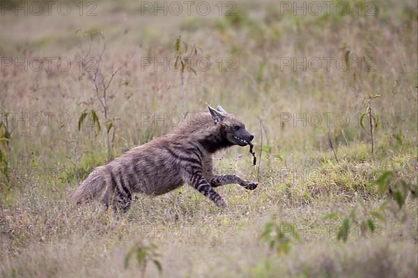 Striped hyenas