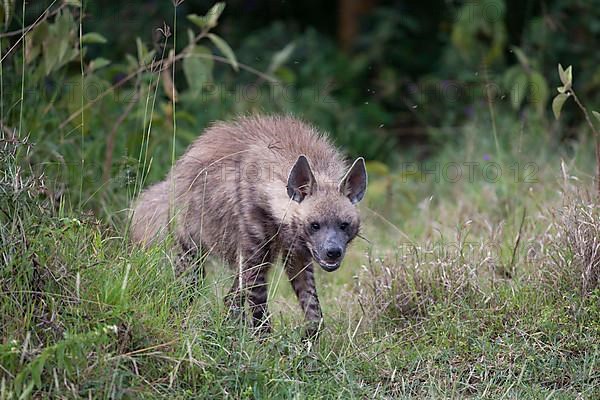 Striped hyenas