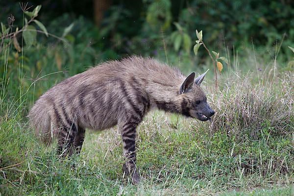 Striped hyena