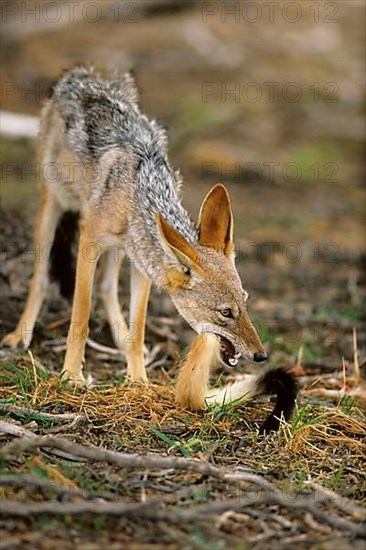 Black-backed Jackal