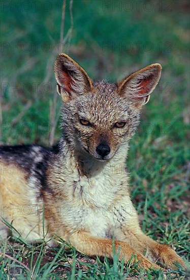 Black-backed jackals