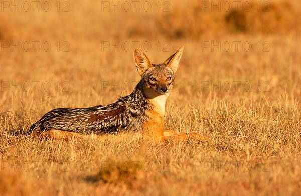 Black-backed jackals