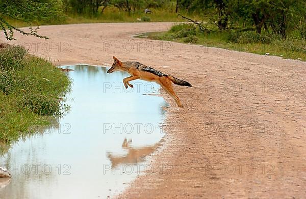 Black-backed jackals