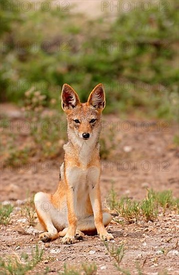 Black-backed jackals