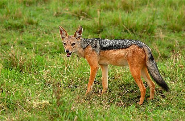 Black-backed jackals