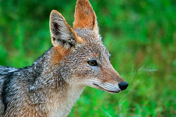 Black-backed jackals