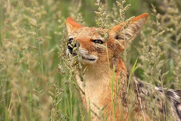 Black-backed Jackal