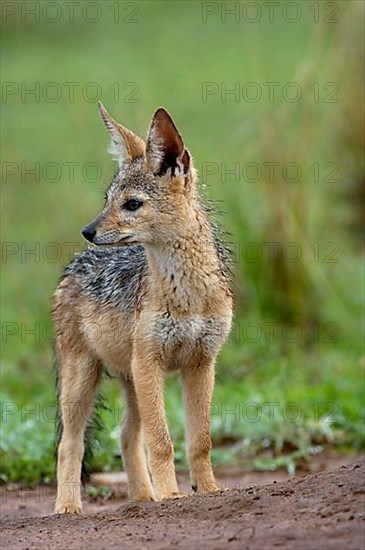 Black-backed jackals