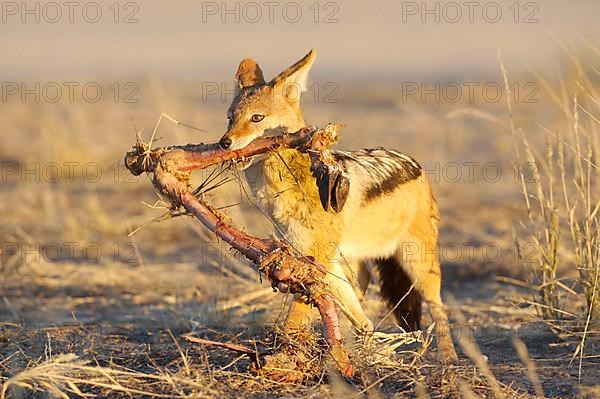 Black-backed jackals