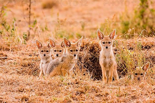 Black-backed jackals