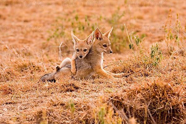 Black-backed jackals