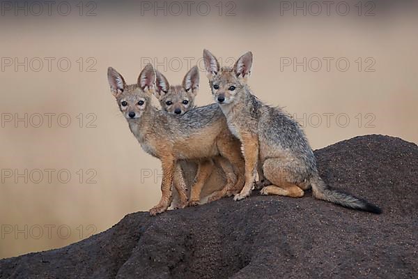 Black-backed jackals