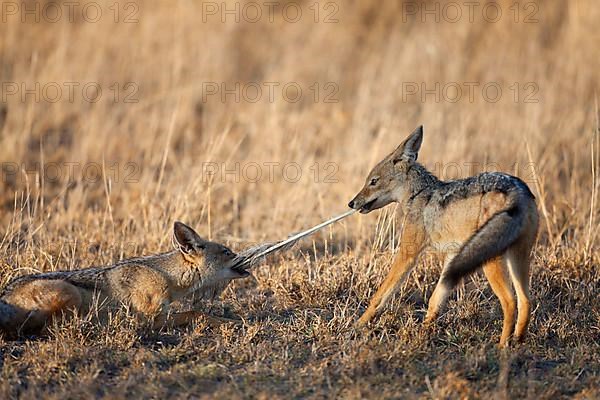 Black-backed Jackal