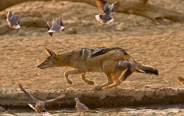 Black-backed Jackal