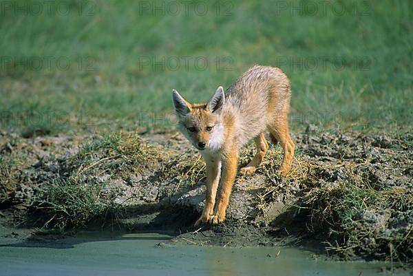 Golden Jackal