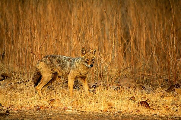 Golden Jackal