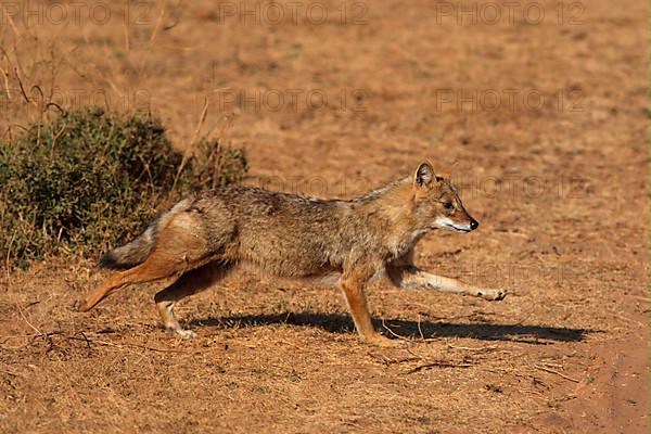 Golden Jackal