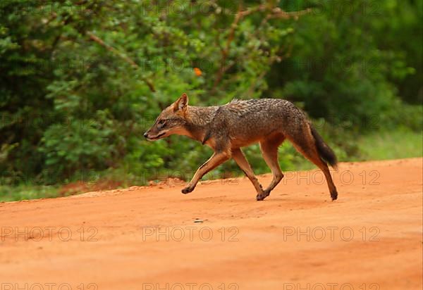 Golden Jackal