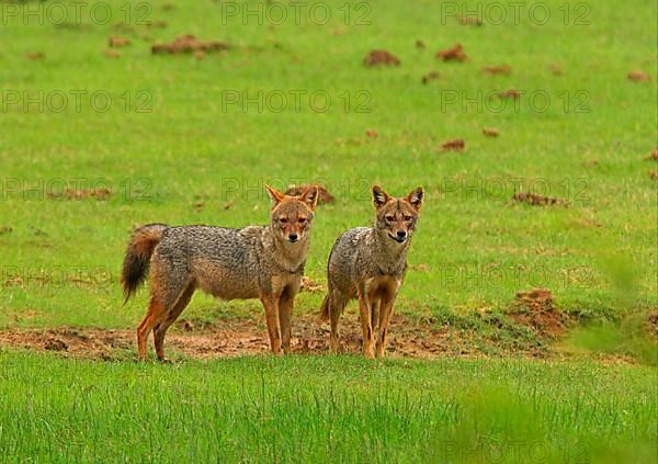 Golden Jackal