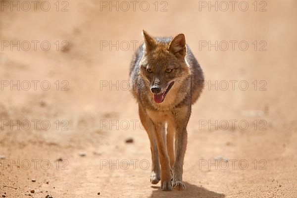 Golden Jackal