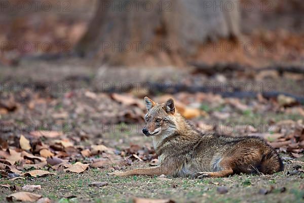 Golden Jackal