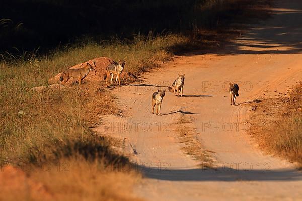 Golden Jackal