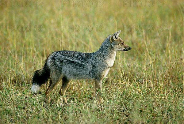 Side-striped jackal