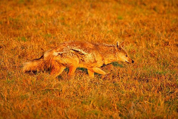 Side-striped jackal