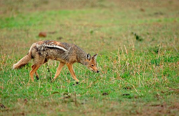 Side-striped jackal