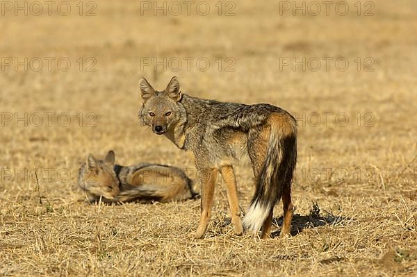 Side-striped jackal