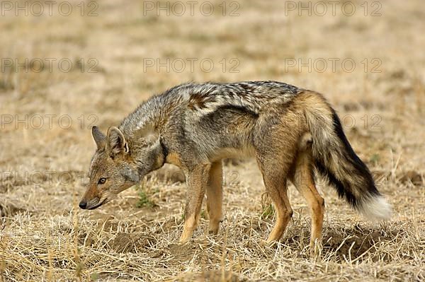 Side-striped jackal