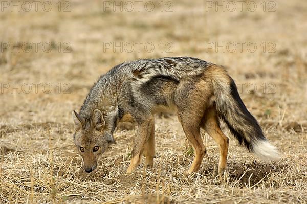 Side-striped jackal