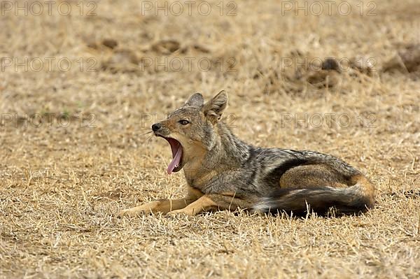 Side-striped jackal