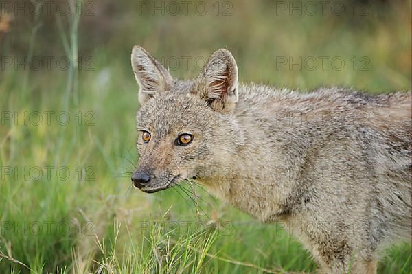 Side-striped jackal