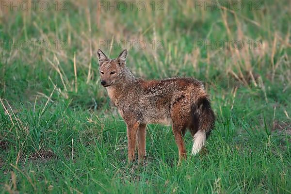 Side-striped jackal