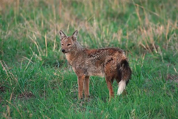 Side-striped jackal