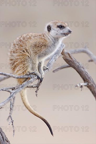 Meerkats