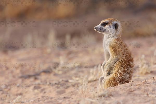 Meerkats