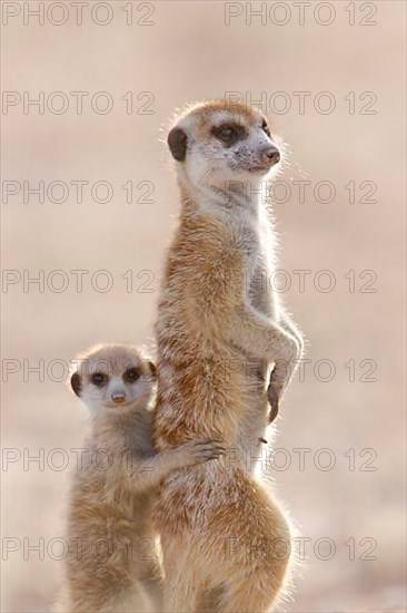 Meerkats